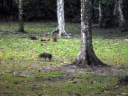 animals in Tikal