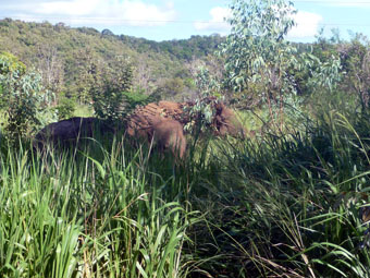 Minneriya Giritale Sanctuary