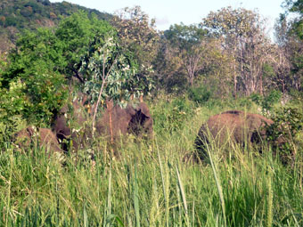 Minneriya Giritale Sanctuary