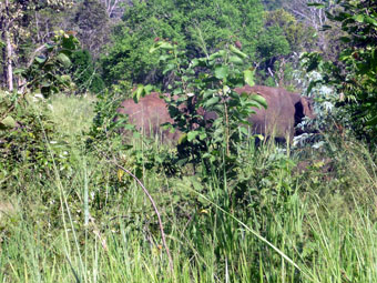 Minneriya Giritale Sanctuary