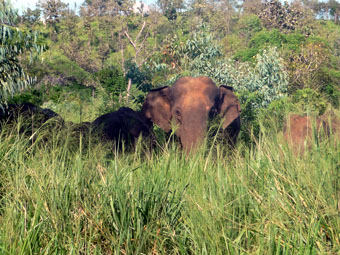 Minneriya Giritale Sanctuary