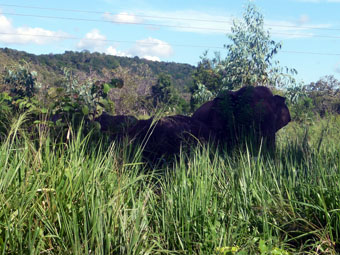 Minneriya Giritale Sanctuary