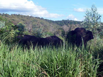 Minneriya Giritale Sanctuary