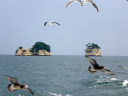 Matsushima Bay Cruise
