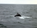 Whale Watching in Cape Cod Bay