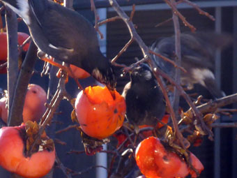 柿の実を啄む小鳥たち