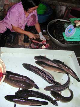 Phsar Leu (Market)