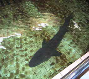 Sturgeon Park in Yichang