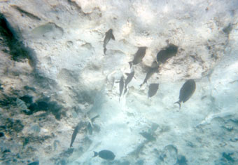 snorkeling in Gili Meno