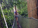 Canopy Walkway