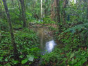 Canopy Walkway