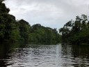 Proboscis Monkey River Cruise and Fireflies Tour