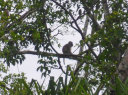 Proboscis Monkey River Cruise and Fireflies Tour