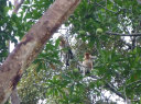 Proboscis Monkey River Cruise and Fireflies Tour