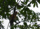 Proboscis Monkey River Cruise and Fireflies Tour