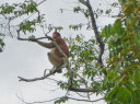 Proboscis Monkey River Cruise and Fireflies Tour