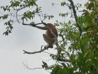 Proboscis Monkey River Cruise and Fireflies Tour, Sabah, Malaysia