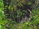 Proboscis Monkey River Cruise and Fireflies Tour