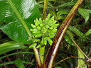 Mt. Kinabalu Botanical Garden