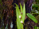 Mt. Kinabalu Botanical Garden