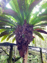 Mt. Kinabalu Botanical Garden