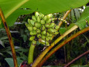 Mt. Kinabalu Botanical Garden