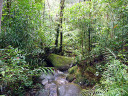 Mt. Kinabalu Botanical Garden