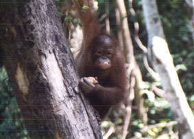Orangutans in Shangri-La Rasa Ria Resort