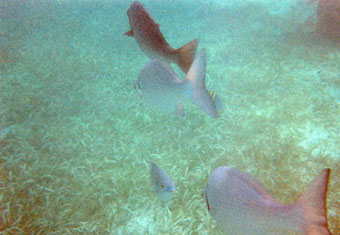 Cancun Jungle Tour