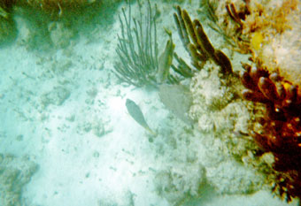 Cancun Jungle Tour