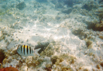 Cancun Jungle Tour