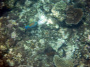 North Reef of Taketomi Island