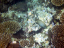 North Reef of Taketomi Island