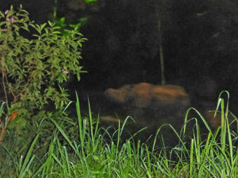 Night Safari