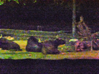 Night Safari