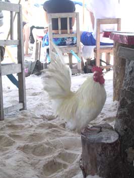 chicken on the beach
