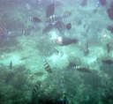 snorkeling at Loh Samah Bay