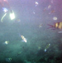snorkeling at Loh Samah Bay