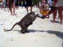 Monkey Beach