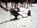 Monkey Beach