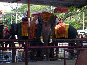 Elephant Kraal of Ayutthaya
