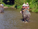 Elephant Riding