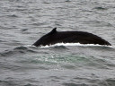 Whale Watching in Cape Cod Bay