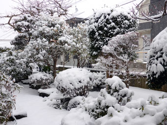 Tokyo's heavy snow in 20 years on February 8, 2014