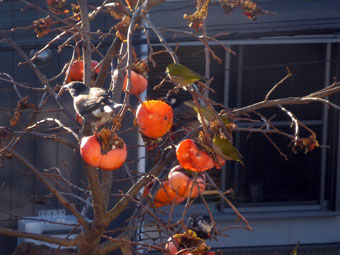柿の実を啄む小鳥たち